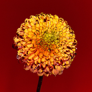 Free老太太hd性满足bDW
